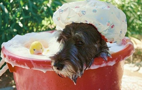 Собака в тазу Собака в тазу